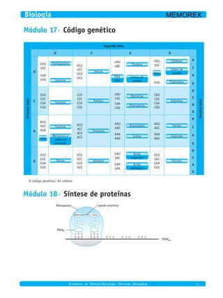 Módulo 17· Código genéticoPrimeiraletra
Segunda letra
Terceiraletra
U C A G
U
UUU
UUC
UUA
UUG
Fenilalanina
Leucina
UCU
UCC
UCA
UCG
Serina
UAU
UAC
UAA
UAG
Tirosina
Códons de
parada
UGU
UGC
UGA
UUG
Cisteína
Códon de
parada
Triptofano
U
C
A
G
C
CUU
CUC
CUA
CUG
Leucina
CCU
CCC
CCA
CCG
Prolina
CAU
CAC
CAA
CAG
Histidina
Glautamina
CGU
CGC
CGA
CGG
Arginina
U
C
A
G
A
AUU
AUC
AUA
AUG
Leucina
Metionina e
códon de
iniciação
ACU
ACC
ACA
ACG
Treonina
AAU
AAC
AAA
AAG
Asparagina
Lisina
AGU
AGC
AGA
AGG
Serina
Arginina
U
C
A
G
G
GUU
GUC
GUA
GUG
Valina
GCU
GCC
GCA
GCG
Alanina
GAU
GAC
GAA
GAG
Ácido
aspártico
Ácido
glutâmico
GGU
GGC
GGA
GGG
Glicina
U
C
A
G
O código genético: 64 códons
Módulo 18· Síntese de proteínas
Ligação peptídica
RNAt
U C UU UA
UA G AA A G C C C C U U A C
RNAm
Metionina Lisina
Ribossomo
Enem e Vestibular Dose Dupla 11
Biologia MEMOREX
 