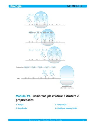 G A UA GG
Tirosina
C
G
G
AlaninaLisina ProlinaMetionina
CG C CC U U A CA A AA U G
U UU
AA A CG C C C U U A C
LisinaMetionina
A U G
U
C
A
Alanina
GC G
C G
CG C CC U U A C
AlaninaLisina
G GG A
Prolina
A A A
U
U
U
Metionina
A U G
AG
GA
UG
TirosinaAlaninaLisina ProlinaMetionina
CG C CC U U A CA A AA U G
Polipeptídeo
Ribossomo com
subunidades separadas
RNAm
Módulo 19· Membrana plasmática: estrutura e
propriedades
Função1.
Localização2.
Composição3.
Modelo de mosaico fluido4.
Enem e Vestibular Dose Dupla 12
Biologia MEMOREX
 