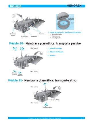Bicamada
lipídica
Fosfolipídio
Proteínas
Colesterol
Água
Bicamada
de lipídios
Água
Especializações da membrana plasmática5.
Microvilosidades•	
Desmossomos•	
Interdigitações•	
Módulo 20· Membrana plasmática: transporte passivo
Difusão
simples Difusão
facilitada
Meio interno
Meio externo Difusão simples1.
Difusão facilitada2.
Osmose3.
Módulo 21· Membrana plasmática: transporte ativo
Energia (ATP)
Transporte ativo
Meio interno
Meio externo
Enem e Vestibular Dose Dupla 13
Biologia MEMOREX
 