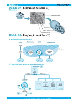 Módulo 27· Respiração aeróbica (I)
Mitocôndrias
Membrana externa
Cristas
Matriz
Membrana interna
Módulo 28· Respiração aeróbica (II)
Reações do processo respiratório1.
Glicólise
Formação do
acetilcoenzima A
Ciclo de
Krebs
Cadeia respiratória
Glicose
Ácido
pirúvico
2 ATP 2 ATP 34 ATP
Mitocôndria
Fosforilação
oxidativa
Ciclo
de
Krebs
Acetil-
coenzima
A
Comparação entre respiração aeróbica e fermentação2.
Cadeia
respiratória
ATP
ATP
CO2
O2
H2O
Ciclo
de
Krebs
Fermentação
láctica
Ácido
láctico em
lactobacilos
e tecido
muscular
Fermentação
acética
Ácido acético
+
CO2
em
acetobactérias
Respiração
anaeróbica
CO2 em
algumas
bactérias
Fermentação
alcoólica
Etanol + CO2
em levedura
Sem O2
Aeróbico Anaeróbico
Glicose
Ácido
pirúvico
Glicólise ATP
Acetil CoA
Com O2
Biologia
Enem e Vestibular Dose Dupla 17
MEMOREX
 