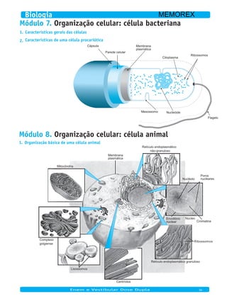 Módulo 7. Organização celular: célula bacteriana
Características gerais das células1.
Características de uma célula procariótica2.
Cápsula
Parede celular
Membrana
plasmática
Citoplasma
Ribossomos
Flagelo
NucleóideMesossomo
Módulo 8. Organização celular: célula animal
Organização básica de uma célula animal1.
Membrana
plasmática
Retículo endoplasmático
não-granuloso
Nucléolo
Poros
nucleares
Ribossomos
Retículo endoplasmático granuloso
Lisossomos
Complexo
golgiense
Centríolos
Envoltório
nuclear
Mitocôndria
Cromatina
Núcleo
Biologia
Enem e Vestibular Dose Dupla 04
MEMOREX
 