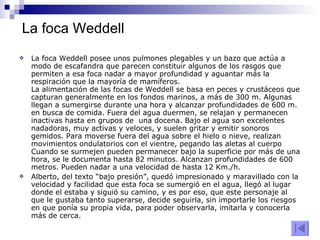 La foca Weddell La foca Weddell posee unos pulmones plegables y un bazo que actúa a modo de escafandra que parecen constituir algunos de los rasgos que permiten a esa foca nadar a mayor profundidad y aguantar más la respiración que la mayoría de mamíferos. La alimentación de las focas de Weddell se basa en peces y crustáceos que capturan generalmente en los fondos marinos, a más de 300 m. Algunas llegan a sumergirse durante una hora y alcanzar profundidades de 600 m. en busca de comida. Fuera del agua duermen, se relajan y permanecen inactivas hasta en grupos de  una docena. Bajo el agua son excelentes nadadoras, muy activas y veloces, y suelen gritar y emitir sonoros gemidos. Para moverse fuera del agua sobre el hielo o nieve, realizan movimientos ondulatorios con el vientre, pegando las aletas al cuerpo Cuando se surmejen pueden permanecer bajo la superficie por más de una hora, se le documenta hasta 82 minutos. Alcanzan profundidades de 600 metros. Pueden nadar a una velocidad de hasta 12 Km./h. Alberto, del texto “bajo presión”, quedó impresionado y maravillado con la velocidad y facilidad que esta foca se sumergió en el agua, llegó al lugar donde el estaba y siguió su camino, y es por eso, que este personaje al que le gustaba tanto superarse, decide seguirla, sin importarle los riesgos en que ponía su propia vida, para poder observarla, imitarla y conocerla más de cerca. 