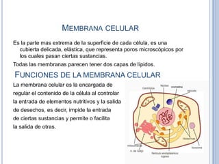 MEMBRANA CELULAR
Es la parte mas extrema de la superficie de cada célula, es una
cubierta delicada, elástica, que represen...