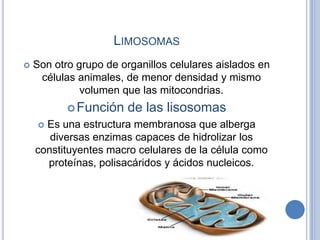 LIMOSOMAS
 Son otro grupo de organillos celulares aislados en
células animales, de menor densidad y mismo
volumen que las...
