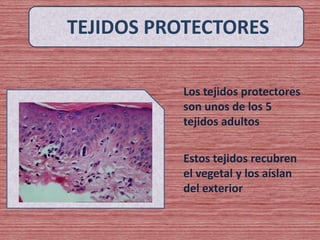 TEJIDOS PROTECTORES
Los tejidos protectores
son unos de los 5
tejidos adultos
Estos tejidos recubren
el vegetal y los aíslan
del exterior
 