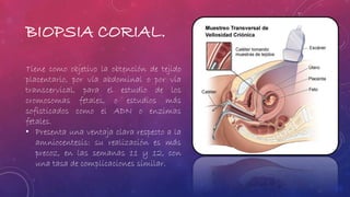 BIOPSIA CORIAL. 
Tiene como objetivo la obtención de tejido 
placentario, por vía abdominal o por vía 
transcervical, para el estudio de los 
cromosomas fetales, o estudios más 
sofisticados como el ADN o enzimas 
fetales. 
• Presenta una ventaja clara respecto a la 
amniocentesis: su realización es más 
precoz, en las semanas 11 y 12, con 
una tasa de complicaciones similar. 
 