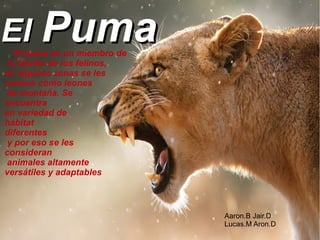 El puma es un miembro de
la familia de los felinos,
en algunas zonas se les
conoce como leones
de montaña. Se
encuentra
en variedad de
hábitat
diferentes
y por eso se les
consideran
animales altamente
versátiles y adaptables
ElEl PumaPuma
Aaron.B Jair.D
Lucas.M Aron.D
 