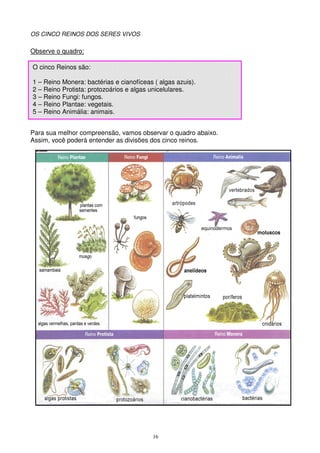 16
OS CINCO REINOS DOS SERES VIVOS
Observe o quadro:
Para sua melhor compreensão, vamos observar o quadro abaixo.
Assim, você poderá entender as divisões dos cinco reinos.
O cinco Reinos são:
1 – Reino Monera: bactérias e cianofíceas ( algas azuis).
2 – Reino Protista: protozoários e algas unicelulares.
3 – Reino Fungi: fungos.
4 – Reino Plantae: vegetais.
5 – Reino Animália: animais.
equinodermos
 