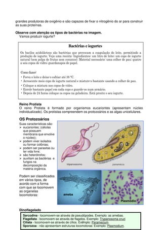 18
grandes produtoras de oxigênio e são capazes de fixar o nitrogênio do ar para construir
as suas proteínas.
Observe com atenção os tipos de bactérias na imagem.
Vamos produzir iogurte?
Reino Protista
O reino Protista é formado por organismos eucariontes (apresentam núcleo
individualizado). Os protistas compreendem os protozoários e as algas unicelulares.
OS Protozoários
Suas características são:
eucariontes; (células
que possuem
membrana que envolve
o núcleo);
podem viver isolados
ou formar colônias;
podem ser parasitas ou
ter vida livre;
são heterótrofos;
auxiliam as bactérias e
fungos na
decomposição da
matéria orgânica.
Podem ser classificados
em vários tipos, de
acordo com a forma
com que se locomovem
as organelas
locomotoras:
Dinoflagelado
Sarcodina - locomovem-se através de pseudópodes. Exemplo: as amebas.
Flagellata - locomovem-se através de flagelos. Exemplo: Trypanosoma cruzi
Ciliata - locomovem-se através de cílios. Exemplo: Paramecium.
Sporozoa - não apresentam estruturas locomotoras: Exemplo: Plasmodium.
Bactérias e iogurtes
Os bacilos acidolácteos são bactérias que provocam a coagulação do leite, permitindo a
produção de iogurte. Veja uma receita: Ingredientes: um litro de leite; um copo de iogurte
natural (sem polpa de frutas nem corantes). Material necessário: uma colher de pau; quatro
a seis copos de vidro; guardanapos de papel.
Como fazer:
• Ferva o leite e deixe-o esfriar até 38 °C.
• Acrescente meio copo de iogurte natural e misture-o bastante usando a colher de pau.
• Coloque a mistura nos copos de vidro.
• Enrole bastante papel em cada copo e guarde-os num armário.
• Depois de 24 horas coloque os copos na geladeira. Está pronto o seu iogurte.
ameba
Plasmódio
 
