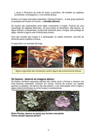 20
), como o Penicilium de onde se extrai a penicilina. Há também as espécies
comestíveis ( champignons ) e os orelhas de pau.
Existem os fungos chamados imperfeitos ( Deuteromicetos ). A este grupo pertence
a causadora da micose no homem , a Candida albicans.
Os liquens são associações entre algas unicelulares e fungos. Trata-se de uma
associação de espécies diferentes, em que ambos se beneficiam. Nos liquens, as
algas realizam a fotossíntese, produzindo alimentos para o fungos, este protege as
algas, retendo a água e sais minerais para ambos.
Uma das funções dos fungos é a participação na cadeia alimentar, servindo de
alimentos para a espécie humana.
O cogumelo é um exemplo de fungo.
Os liquens - observe as imagens abaixo:
Os liquens (lembram pequenas plantas) têm várias cores e formas e crescem nos
mais diversos ambientes. Crescem em rochas, troncos de arvores, em regiões
quentes ou geladas. Os liquens não são plantas, e sim associações entre fungos e
algas verdes (clorofíceas) ou entre fungos e cianobactérias.
Fotografado por Marcelo Alves Moraes
Reino Plantae, observe as partes que formam uma planta.
Vamos estudar algumas partes?
Alguns cogumelos são comestíveis, porém alguns são extremamente tóxicos.
 