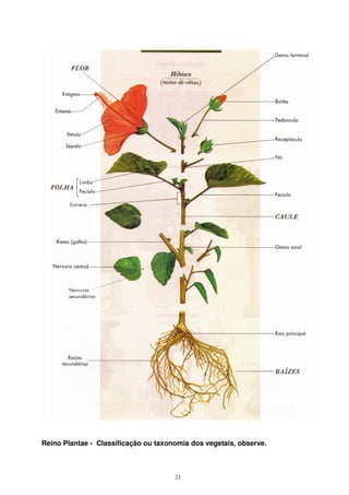 21
Reino Plantae - Classificação ou taxonomia dos vegetais, observe.
 