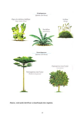 22
Abaixo, você pode identificar a classificação dos vegetais.
 
