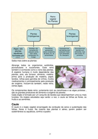 23
Reino
vegetal
As Plantas
Plantas
Criptógamas
Algas: são
plantas
aquáticas,
formadas por
talos.
Briófitas: são
terrestres de
pequeno porte,
sem vasos
condutores. Ex.
musgo.
Pteridófitas:
apresentam
vasos condutores
de seiva. Ex. as
samambaias.
Plantas
fanerógamas
Angiospermas:
são plantas que
possuem frutos
com sementes.
Ex. laranjeira.
Gimnospermas:
plantas com
sementes, mas
sem frutos. Ex.
pinheiros.
Saiba mais sobre as plantas:
Abrange todos os organismos autótrofos,
pluricelulares e eucariontes. Esse reino
também é conhecido como o reino das plantas.
A espécie humana é muito dependente das
plantas, pois, ela fornece: alimento, matéria-
prima para a produção de madeira, papel,
tecidos, rolhas para garrafas de vinhos, muitos
medicamentos e principalmente pela produção
de oxigênio. Incluem-se também, neste reino,
certas algas.
Os componentes deste reino, juntamente com as cianofíceas e as algas protistas ,
são os grandes produtores de alimento e oxigênio do planeta .
Cada órgão é formado por um conjunto de tecidos que desempenham uma ou mais
funções. Os órgãos estudados aqui serão: a raiz, o caule as folhas as flores, os
frutos e as sementes.
Caule
O caule é o órgão vegetal encarregado da condução da seiva e sustentação das
folhas, flores e frutos. Na maioria das plantas é aéreo, porém podem ser
subterrâneos ou aquáticos, confira o quadro:
 