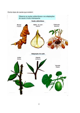 25
Outros tipos de caules que existem:
Observe os caules subterrâneos e as adaptações
do caule é muito interessante.
 