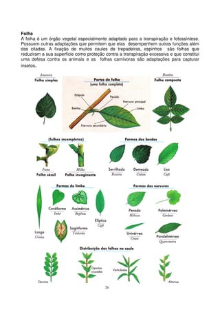 26
Folha
A folha é um órgão vegetal especialmente adaptado para a transpiração e fotossíntese.
Possuem outras adaptações que permitem que elas desempenhem outras funções além
das citadas. A fixação de muitos caules de trepadeiras, espinhos são folhas que
reduziram a sua superfície como proteção contra a transpiração excessiva e que constitui
uma defesa contra os animais e as folhas carnívoras são adaptações para capturar
insetos.
 