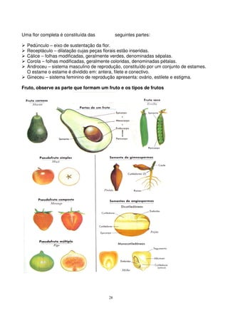 28
Uma flor completa é constituída das seguintes partes:
Pedúnculo – eixo de sustentação da flor.
Receptáculo – dilatação cujas peças florais estão inseridas.
Cálice – folhas modificadas, geralmente verdes, denominadas sépalas.
Corola – folhas modificadas, geralmente coloridas, denominadas pétalas.
Androceu – sistema masculino de reprodução, constituído por um conjunto de estames.
O estame o estame é dividido em: antera, filete e conectivo.
Gineceu – sistema feminino de reprodução apresenta: ovário, estilete e estigma.
Fruto, observe as parte que formam um fruto e os tipos de frutos
 