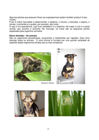 29
Algumas plantas que possuem flores (as angiospermas) podem também produzir frutos
(frutas).
Fruto é ovário fecundado e desenvolvido: a abóbora, o chuchu, a berinjela, o pepino, o
tomate, o pimentão e o quiabo, por exemplo, são frutos.
O caju é um pseudofruto, cujo fruto verdadeiro é a castanha. Na maçã o fruto é a parte
central, que envolve a semente. No morango, os frutos são os pequenos pontos
espalhados pela superfície vermelha.
Reino Animália – Os animais
São os organismos pluricelulares, eucariontes e heterótrofos por ingestão. Esse reino
abrange todos os animais. O reino Animal é formado por uma grande variedade de
espécies desde organismos simples até os mais complexos.
Marcelo A. Moraes
 
