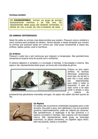 31
Conheça também
OS ANIMAIS VERTEBRADOS
Neste filo estão os animais mais desenvolvidos que existem. Possuem coluna vertebral e
caixa craniana para proteção do cérebro. Vamos estudar a classe tetrapoda que incluem
os animais que possuem patas em número par. Este grupo compreende a classe dos
anfíbios, répteis, peixes, aves e mamíferos.
Os Anfíbios
Possuem a pele lisa e sem estruturas que impeçam a transpiração. São pecilotérmicos
(temperatura corporal varia de acordo com o ambiente).
O sistema digestivo é completo e a circulação é fechada. A fecundação é externa. Nos
sapos e rãs, representantes deste grupo, as larvas são chamadas de girinos.
Embora os dois sejam
anfíbios, há diversas
diferenças anatômicas
entre eles. As rãs têm a
pele lisa e suas patas
são especializadas
para saltar e nadar (à
esquerda). A pele do
sapo (como a do sapo
verde à direita) é seca
e coberta de
protuberâncias glandulares chamadas verrugas. Os sapos não saltam tão bem quanto as
rãs.
Os Répteis
Os répteis são os primeiros vertebrados equipados para a vida
terrestre. Sua pele é seca, sem glândulas e rica em queratina
(proteína impermeabilizante), pode ser coberta por escamas.
São pecilotérmicos. A respiração é do tipo pulmonar e o
sistema circulatório é fechado. São ovíparos com fecundação
interna. São representantes deste grupo as tartarugas
(marinhas), os jabutis (terrestres), os cágados (água doce),
além dos jacarés, cobras e crocodilos.
OS EQUINODERMOS formam um grupo de animais
exclusivamente marinhos e de vida livre. Os
representantes deste grupo são bastante conhecidos, a
estrela- do- mar, o ouriço- do- mar e a bolacha- de- praia.
 