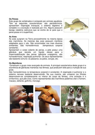 32
Os Peixes
Este grupo de vertebrados é composto por animais aquáticos.
Têm as seguintes características: são pecilotérmicos,
apresentam respiração branquial, o sistema digestivo é
completo e a excreção é realizada por rins. Alguns possuem
bexiga natatória (estrutura que se enche de ar para que o
peixe possa vir à superfície).
As Aves
As aves surgiram na Terra provavelmente na mesma época
dos mamíferos. As maiorias das aves possuem membros
adaptados para o vôo. São encontradas nos mais diversos
ambientes. São homeotérmicos (temperatura corporal
constante).
Apresentam o corpo coberto de penas, a pele possui uma
glândula que secreta um líquido oleoso para a
impermeabilização das penas (glândula uropigiana), são
homeotérmicos, respiração pulmonar. Os seus representantes
são bastante comuns: os pássaros, os patos, corujas, etc.
Os Mamíferos
Constituem o grupo mais avançado de animais. A principal característica deste grupo é a
ocorrência de glândulas mamárias nas fêmeas, que produzem leite para a nutrição de sua
prole.
São homeotérmicos (a temperatura corporal é constante). A respiração é pulmonar e o
sistema nervoso bastante desenvolvido. Na sua maioria, são vivíparos (os filhotes
desenvolvem-se completamente no interior do corpo da fêmea), uma exceção é o
ornitorrinco, que põe ovos. Como representantes dos mamíferos podemos citar o homem,
macaco, elefante, golfinho, morcego.
 
