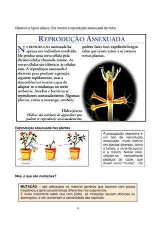34
MUTAÇÃO – são alterações no material genético que ocorrem com pouca
freqüência e gera características diferentes nos organismos.
É muito importante saber que nem todas as mutações causam doenças ou
aberrações, e sim aumentam a variabilidade das espécies.
A propagação vegetativa é
um tipo de reprodução
assexuada muito comum
em plantas diversas, como
a batata, a cana-de-açúcar
e a roseira. Nesse caso,
utilizam-se normalmente
pedaços do caule, que
atuam como “mudas”. Os
caules possuem gemas ou
Observe a figura abaixo. Ela mostra a reprodução assexuada da hidra.
Reprodução assexuada nas plantas
Mas, o que são mutações?
 