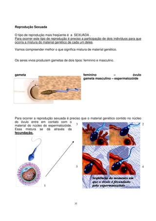 35
Reprodução Sexuada
O tipo de reprodução mais freqüente é a SEXUADA .
Para ocorrer este tipo de reprodução é preciso a participação de dois indivíduos para que
ocorra a mistura do material genético de cada um deles.
Vamos compreender melhor o que significa mistura de material genético.
Os seres vivos produzem gametas de dois tipos: feminino e masculino.
gameta feminino – óvulo
gameta masculino – espermatozóide
Para ocorrer a reprodução sexuada é preciso que o material genético contido no núcleo
do óvulo entre em contato com o
material do núcleo do espermatozóide.
Essa mistura se dá através da
fecundação.
1
3 2
5 4
 