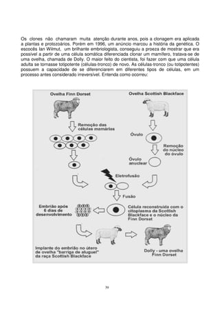 39
Os clones não chamaram muita atenção durante anos, pois a clonagem era aplicada
a plantas e protozoários. Porém em 1996, um anúncio marcou a história da genética. O
escocês Ian Wilmut, um brilhante embriologista, conseguiu a proeza de mostrar que era
possível a partir de uma célula somática diferenciada clonar um mamífero, tratava-se de
uma ovelha, chamada de Dolly. O maior feito do cientista, foi fazer com que uma célula
adulta se tornasse totipotente (células-tronco) de novo. As células-tronco (ou totipotentes)
possuem a capacidade de se diferenciarem em diferentes tipos de células, em um
processo antes considerado irreversível. Entenda como ocorreu:
 