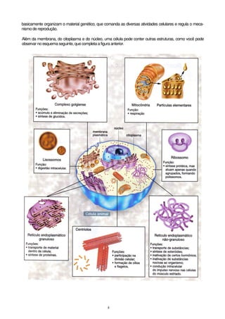 4
basicamente organizam o material genético, que comanda as diversas atividades celulares e regula o meca-
nismo de reprodução.
Além da membrana, do citoplasma e do núcleo, uma célula pode conter outras estruturas, como você pode
observar no esquema seguinte, que completa a figura anterior.
 