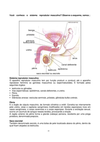 41
Você conhece o sistema reprodutor masculino? Observe o esquema, vamos ;
Sistema reprodutor masculino
O aparelho reprodutor masculino tem por função produzir e conduzir até o aparelho
reprodutor feminino os gametas masculinos ou espermatozóides. É formado pelos
seguintes órgãos:
testículos ou gônadas.
Vias espermáticas: epidídimos, canais deferentes, e uretra.
Pênis.
Escroto.
Glândulas anexas: vesículas seminais, próstata, glândulas bulbo-uretrais.
Pênis
É o órgão de cópula masculino, de formato cilíndrico e erétil. Constitui-se internamente
pela uretra, veias e capilares sangüíneos modificados em tecidos esponjosos ricos em
vasos sangüíneos, o corpo cavernoso e o corpo esponjoso. Durante a excitação sexual,
ocorre um acúmulo de sangue nesses tecidos, provocando a ereção.
A região anterior do pênis forma a glande (cabeça) peniana, recoberta por uma prega
protetora, denominada prepúcio.
Saco escrotal
Também denominado escroto, é uma bolsa de pele localizada abaixo do pênis, dentro da
qual ficam alojados os testículos.
 