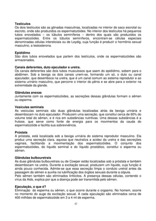 42
Testículos
Os dois testículos são as gônadas masculinas, localizadas no interior do saco escrotal ou
escroto, onde são produzidos os espermatozóides. No interior dos testículos há pequenos
tubos enovelados – os túbulos seminíferos – dentro dos quais são produzidos os
espermatozóides. Entre os túbulos seminíferos, encontram-se células especiais
denominadas células intersticiais ou de Leydig, cuja função é produzir o hormônio sexual
masculino, a testosterona.
Epidídimo
São dois tubos enovelados que partem dos testículos, onde os espermatozóides são
armazenados.
Canais deferentes, duto ejaculador e uretra.
Os canais deferentes são dois tubos musculosos que saem do epidídimo, sobem para o
abdômen. Sob a bexiga os dois canais unem-se, formando um só, o duto ou canal
ejaculador, que desemboca na uretra, que é um canal comum ao sistema reprodutor e ao
sistema urinário masculino, que percorre o interior do pênis e se abre para o exterior na
extremidade da glande.
Glândulas anexas
Juntamente com os espermatozóides, as secreções dessas glândulas formam o sêmen
ou esperma.
Vesículas seminais
As vesículas seminais são duas glândulas localizadas atrás da bexiga urinária e
desembocam no duto ejaculador. Produzem uma secreção, que constitui cerca de 60% do
volume total do sêmen, e é rica em substâncias nutritivas. Uma dessas substâncias é a
frutose, que serve como fonte de energia para os movimentos da cauda do
espermatozóide e facilita sua sobrevivência.
Próstata
A próstata, está localizada sob a bexiga urinária do sistema reprodutor masculino. Ela
produz uma secreção clara, aquosa que neutraliza a acidez da uretra e das secreções
vaginais, facilitando a movimentação dos espermatozóides. O conjunto dos
espermatozóides, do líquido seminal e do líquido prostático, constitui o esperma ou
sêmen.
Glândulas bulbouretrais
As duas glândulas bulbouretrais ou de Cowper estão localizadas sob a próstata e também
desembocam na uretra. Durante a excitação sexual, produzem um líquido, cuja função é
ainda pouco conhecida. Admite-se que essa secreção limpa o conduto uretral antes da
passagem do sêmen e auxilia na lubrificação dos órgãos sexuais durante a cópula.
Pelo sêmen também são eliminados linfócitos. A presença dessas células, contendo o
vírus da Aids, explica por que a doença pode ser transmitida pelo sêmen.
Ejaculação, o que é?
Eliminação do esperma ou sêmen, o que ocorre durante o orgasmo. No homem, ocorre
no momento do auge da excitação sexual. A cada ejaculação são eliminados cerca de
400 milhões de espermatozóide em 3 a 4 ml de esperma.
 
