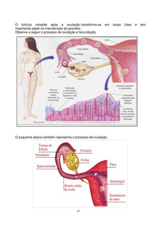 45
O folículo rompido após a ovulação transforma-se em corpo lúteo e tem
importante papel na manutenção da gravidez.
Observe a seguir o processo de ovulação e fecundação.
O esquema abaixo também representa o processo de ovulação.
 