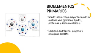 BIOELEMENTOS
PRIMARIOS.
• Son los elementos mayoritarios de la
materia viva (glúcidos, lípidos,
proteínas y ácidos nucleicos)
• Carbono, hidrógeno, oxígeno y
nitrógeno (CHON)
 