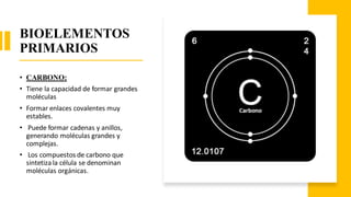 BIOELEMENTOS
PRIMARIOS
• CARBONO:
• Tiene la capacidad de formar grandes
moléculas
• Formar enlaces covalentes muy
estables.
• Puede formar cadenas y anillos,
generando moléculas grandes y
complejas.
• Los compuestos de carbono que
sintetiza la célula se denominan
moléculas orgánicas.
 