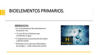 BIOELEMENTOS PRIMARIOS.
HIDROGENO:
• Es el bioelemento más abundanteen
la materia viva
• Es uno de los elementos que
conforman el agua.
• Condicionala concentración de acidez
o pH del medio
• Participa en los procesosliberadores
de energía y oxido reducción celular
 