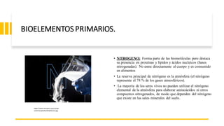 BIOELEMENTOSPRIMARIOS.
• NITROGENO: Forma parte de las biomoléculas pero destaca
su presencia en proteínas y lípidos y ácidos nucleicos (bases
nitrogenadas). No entra directamente al cuerpo y es consumido
en alimentos
• La reserva principal de nitrógeno es la atmósfera (el nitrógeno
representa el 78 % de los gases atmosféricos).
• La mayoría de los seres vivos no pueden utilizar el nitrógeno
elemental de la atmósfera para elaborar aminoácidos ni otros
compuestos nitrogenados, de modo que dependen del nitrógeno
que existe en las sales minerales del suelo.
https://www.revistac2.com/c2/wp-
content/uploads/2019/02/nc2.jpg
 