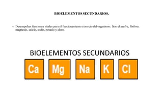 BIOELEMENTOSSECUNDARIOS.
• Desempeñan funciones vitales para el funcionamiento correcto del organismo. Son el azufre, fósforo,
magnesio, calcio, sodio, potasio y cloro.
 