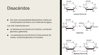 Internal
Disacáridos
■ Son dos monosacáridos Disacáridos unidos por
condensación (se libera una molécula de agua).
Los más importantes son:
■ La lactosa se encuentra en la leche y consta de
glucosa y galactosa.
■ La sacarosa se encuentraen frutos (azúcar de
mesa), consta de glucosa y fructuosa.
 
