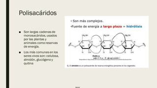 Internal
Polisacáridos
■ Son largas cadenas de
monosacáridos, usados
por las plantas y
animales como reservas
de energía.
■ Los más comunes en los
seres vivos son: celulosa,
almidón, glucógeno y
quitina
 