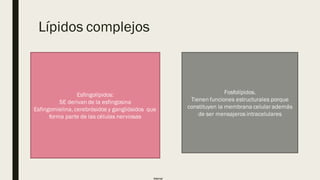 Internal
Lípidos complejos
Esfingolípidos:
SE derivan de la esfingosina
Esfingomielina, cerebrósidos y gangliósidos que
forma parte de las células nerviosas
Fosfolípidos.
Tienen funciones estructurales porque
constituyen la membrana celular además
de ser mensajeros intracelulares
 