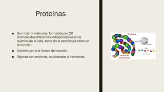 Internal
Proteínas
■ Son macromoléculas formadas por 20
aminoácidos diferentes indispensablesen la
química de la vida, tanto en la estructuracomo en
la función.
■ Contribuyen a la fuerza de tracción.
■ Algunas son enzimas, anticuerpos u hormonas.
 