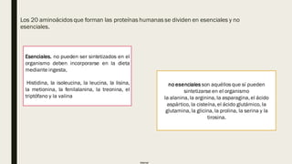 Internal
■ Los 20 aminoácidos que forman las proteínas humanas se dividen en esenciales y no
esenciales.
Esenciales. no pueden ser sintetizados en el
organismo deben incorporarse en la dieta
mediante ingesta,
Histidina, la isoleucina, la leucina, la lisina,
la metionina, la fenilalanina, la treonina, el
triptófano y la valina
no esenciales son aquéllos que sí pueden
sintetizarse en el organismo
la alanina, la arginina, la asparagina, el ácido
aspártico, la cisteína, el ácido glutámico, la
glutamina, la glicina, la prolina, la serina y la
tirosina.
 