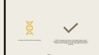Internal
La síntesis de RNA se llama transcripción. El RNA mensajero participa en la síntesis proteica y está
asociado a la transmisión de la información genética desde el
núcleo hacia el citoplasma, donde tiene lugar la síntesis de
proteínas,
 