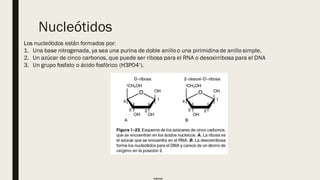 Internal
Nucleótidos
Los nucleótidos están formados por:
1. Una base nitrogenada, ya sea una purina de doble anilloo una pirimidinade anillo simple.
2. Un azúcar de cinco carbonos, que puede ser ribosa para el RNA o desoxirribosa para el DNA
3. Un grupo fosfato o ácido fosfórico (H3PO4‘).
 