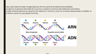 Internal
Hay cuatro tipos de bases nitrogenadas que forman parte de los desoxirribonucleótidos:
la adenina, la guanina (derivados de la purina), la citosina y la timina (derivadas de la pirimidina).
El DNA contiene adenina (A) y guanina (G) citosina (C) timina (T), junto con el azúcar desoxirribosa y el fosfato, el
El RNA el uracilo (U) reemplaza a la timina
 
