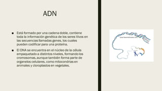 Internal
ADN
■ Está formado por una cadena doble, contiene
toda la información genética de los seres Vivos en
las secuencias llamadas genes, los cuales
pueden codificar para una proteína.
■ El DNA se encuentra en el núcleo de la célula
empaquetado a distintos niveles, formando los
cromosomas,aunque también forma parte de
organelos celulares, como mitocondrias en
animales y cloroplastos en vegetales.
 