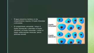 z
▪ El agua corporal se mantiene en dos
compartimientos mayores. El líquido intracelular
y extracelular.
▪ El compartimiento extracelular incluye el
líquido intravascular o plasmático el líquido
intersticial y el líquido transcelular ( incluye al
líquido cefalorraquídeo intraocular, pleural,
peritoneal sinovial)
 