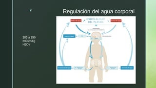 z Regulación del agua corporal
285 a 295
mOsm/kg
H2O)
 