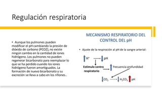 Regulación respiratoria
• Aunque los pulmones pueden
modificar el pH cambiando la presión de
dióxido de carbono (PCOZ), no existe
ningún cambio en la cantidad de iones
hidrógeno. Los pulmones no pueden
regenerar bicarbonato para reemplazar lo
que se ha perdido cuando los iones
hidrógeno fueron amortiguados. La
formación de nuevo bicarbonato y su
excreción se lleva a cabo en los riñones..
 