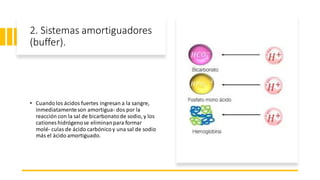 2. Sistemas amortiguadores
(buffer).
• Cuandolos ácidos fuertes ingresan a la sangre,
inmediatamenteson amortigua- dos por la
reacción con la sal de bicarbonatode sodio, y los
cationes hidrógenose eliminanpara formar
molé- culas de ácido carbónicoy una sal de sodio
más el ácido amortiguado.
 
