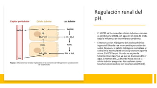 Regulación renal del
pH.
• El H2C03 se forma en las células tubulares renales
al combinarse el C02 con agua en el ciclo de Krebs
bajo la inﬂuencia de la anhidrasacarbónica.
• Entonces un ion hidrógeno del ácido carbónico
ingresa al filtrado yse intercambia por un ion de
sodio.Después,el catión hidrógeno reemplaza al
sodio en la molécula de fosfato yse excreta por la
orina.El H2C03 en el filtrado no se pierde
totalmente en la orina,ya que se disocia en CO; y
agua.Entonces el CO; difunde hacia atrás a la
célula tubular y regresa a los capilares como
bicarbonato de sodio o ion bicarbonato (HCO3’).
 