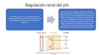 Regulación renal del pH.
El H2C03 se forma en las células tubulares
renales al combinarse el C02 con agua en el ciclo
de Krebs bajo la inﬂuencia de la anhidrasa
carbónica.
Entonces un ion hidrógeno del ácido carbónico
ingresa al filtrado y se intercambiapor un ion de
sodio. Después, el catión hidrógeno reemplaza al
sodio en la molécula de fosfatoy se excreta por
la orina. El H2C03 en el filtrado no se pierde
totalmente en la orina, ya que se disocia en CO; y
agua. Entonces el CO; difunde hacia atrás a la
célula tubular y regresa a los capilares como
bicarbonatode sodio o ion bicarbonato(HCO3’).
 
